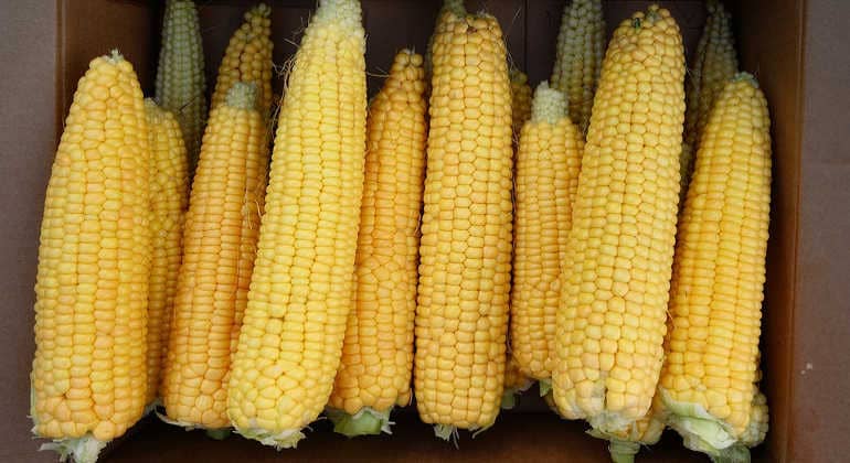 Вред кукурузы